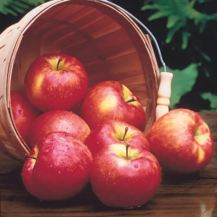 Honeycrisp Apples